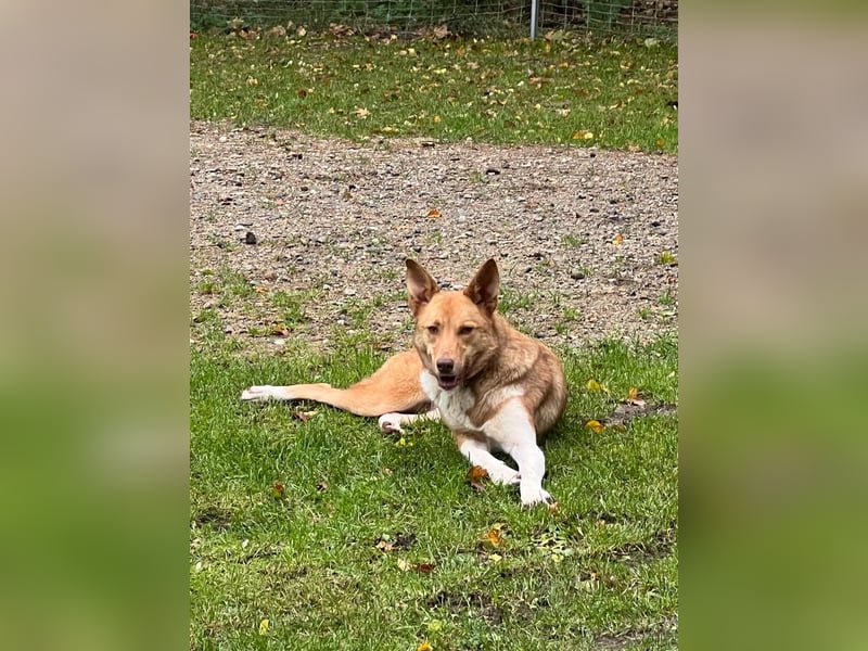 Andorra - freundlich und leinenführig - BEREITS IN DEUTSCHLAND