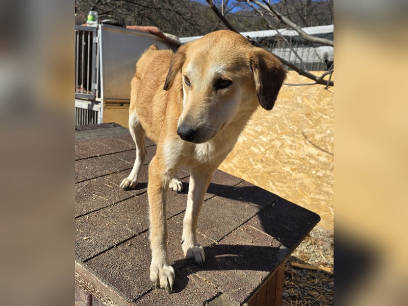 Laika - verschmust und neugierig