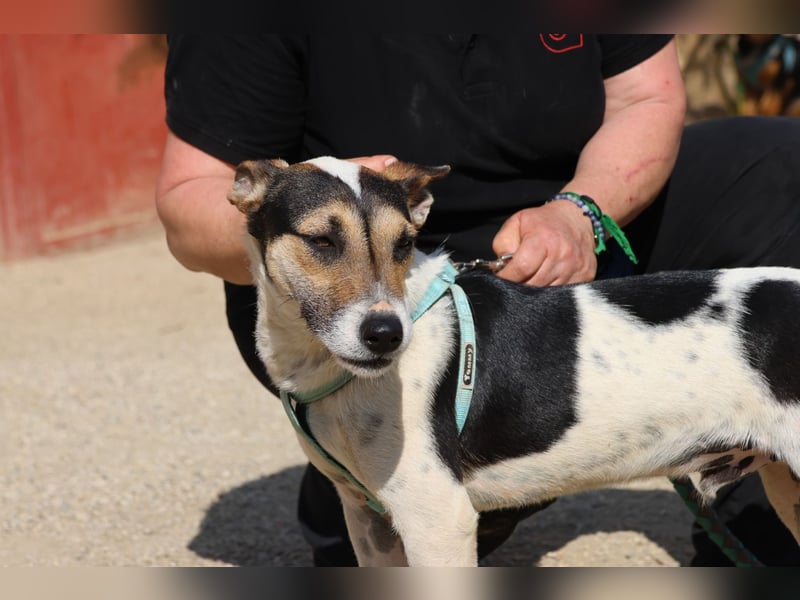 Paquito, aufmerksam, offen, freundlich
