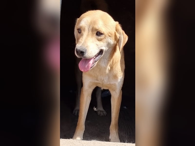 Findus - neugierig und verschmust