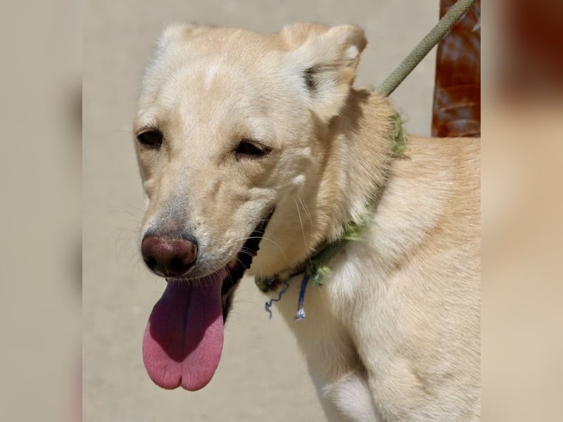 Susi - lernwillig, klug und zugänglich