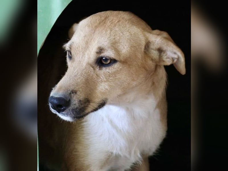 Nuria, zurückhaltend, freundlich und gut verträglich