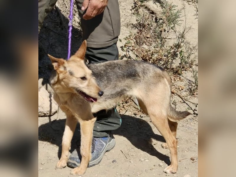 Estela - familiengeignet, zutraulich und aufmerksam