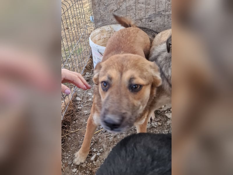 Cara - schüchtern und verträglich