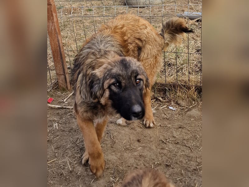 Peach - freundlich und verträglich