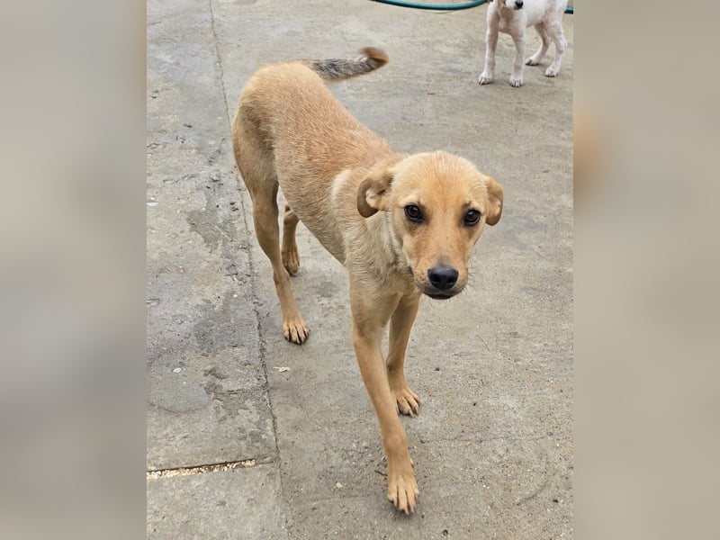 Suki - offen und lernwillig