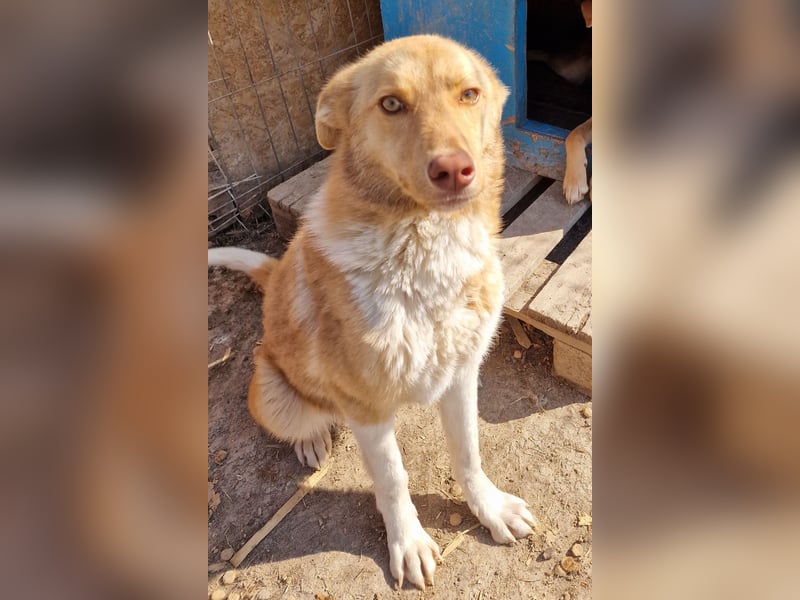 Andorra - freundlich und leinenführig - BEREITS IN DEUTSCHLAND