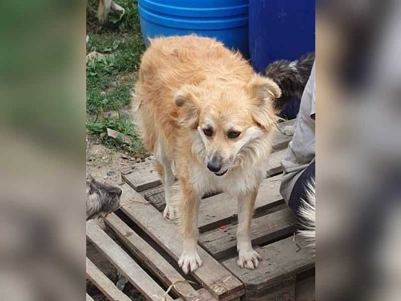 Magic - verschmust und zutraulich