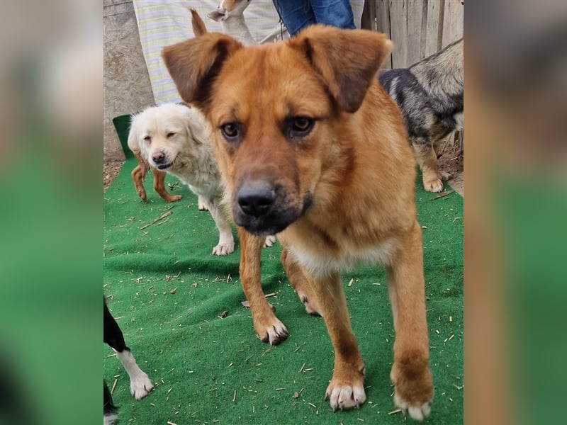 Hazel - aufgeschlossen und neugierig