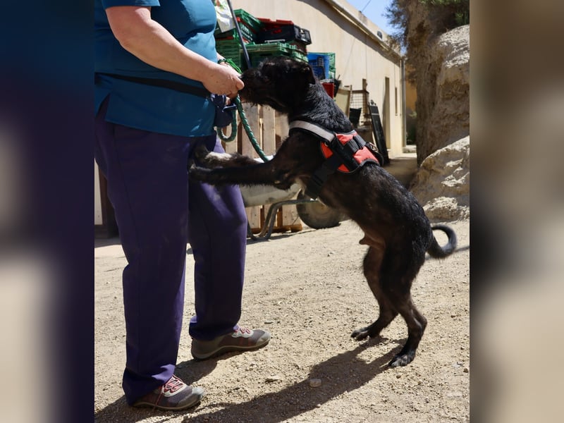 Jack - verschmust, freundlich und aufmerksam