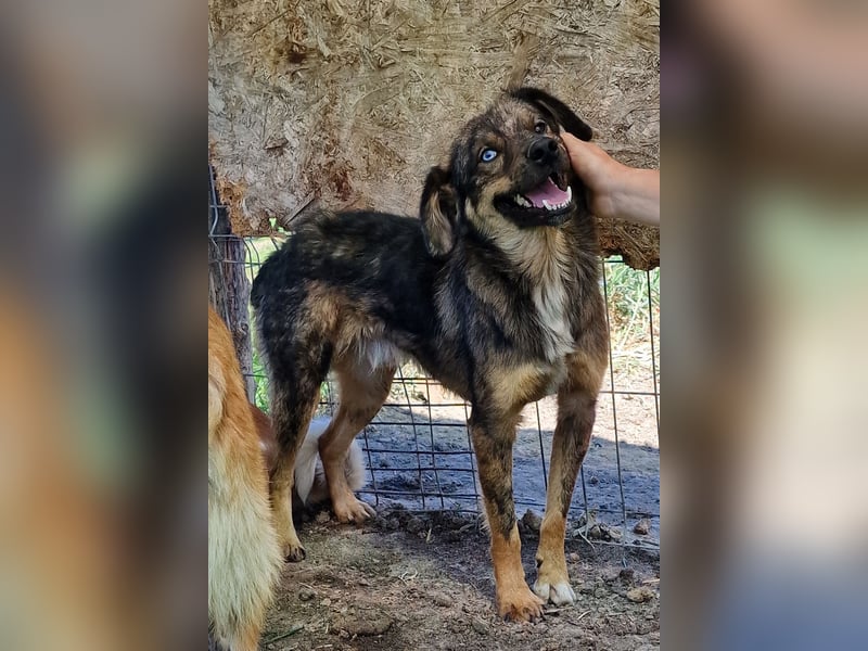 Azul - verträglich und lernwillig