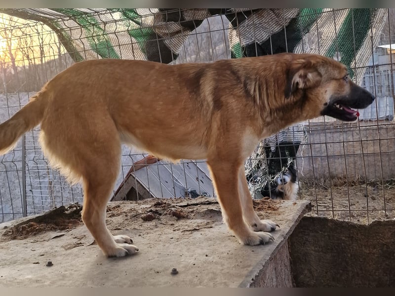 Cara - verträglich und schüchtern