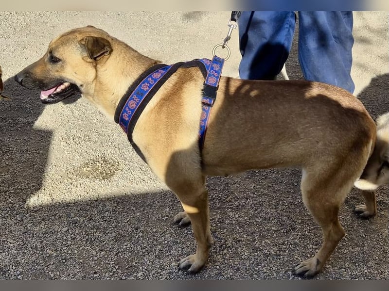 Rosie - freudlich, lernwillig und verschmust