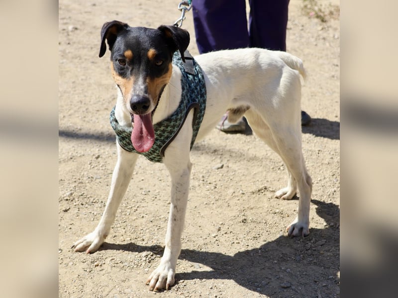 Milo - freundlich, zutraulich und aufmerksam