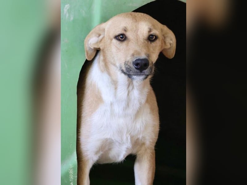 Nuria, zurückhaltend, freundlich und gut verträglich