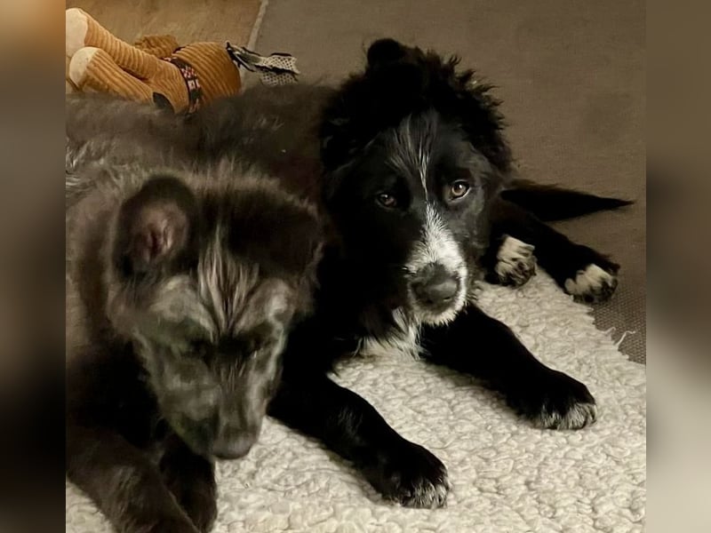 Rocco - verschmust, lernwillig und offen BEREITS IN DEUTSCHLAND