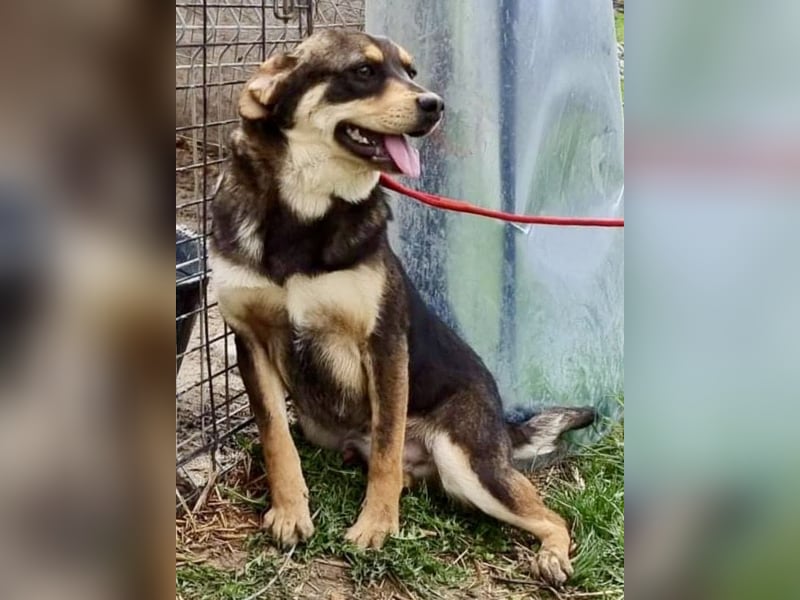 Lenni - freundlich und neugierig