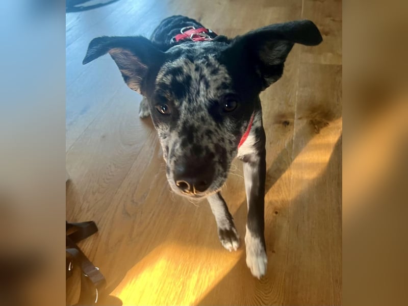 Manchas - verschmust, zutraulich und freundlich / bereits in DE