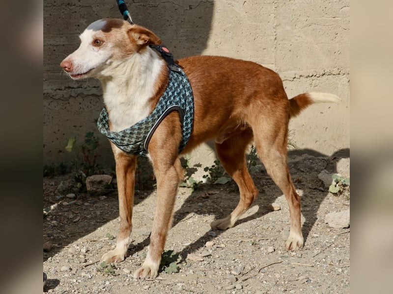 Jota - lässt sich gerne anfassen, freundlich und zutraulich