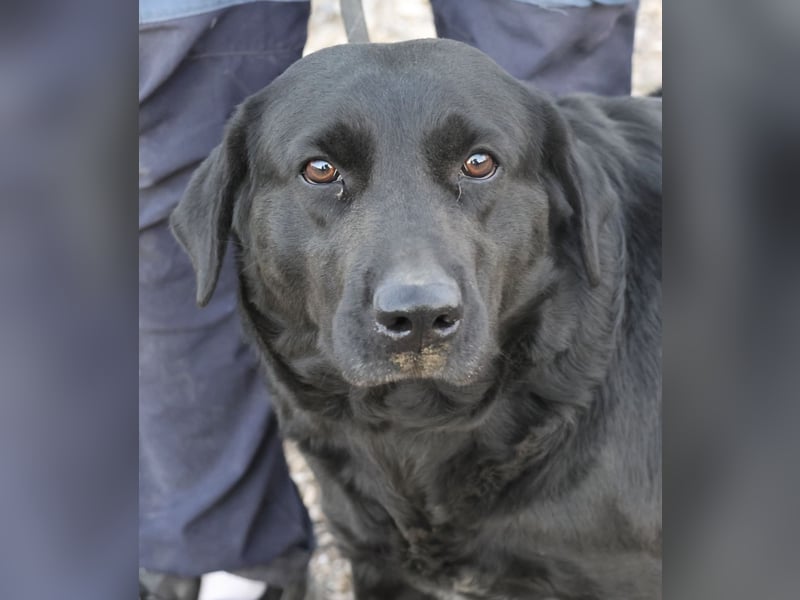 Liliana - schmust gerne, zutraulich und offen