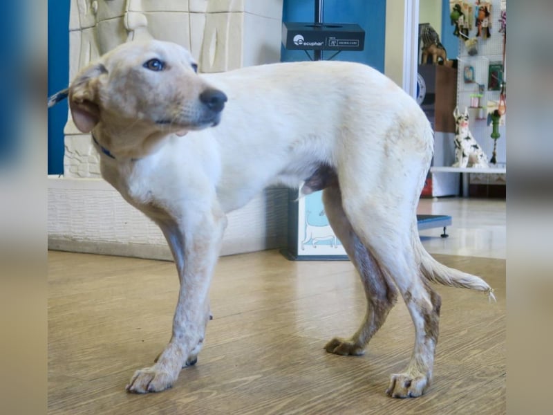 Jacinto - verspielt, freundlich und lernwillig