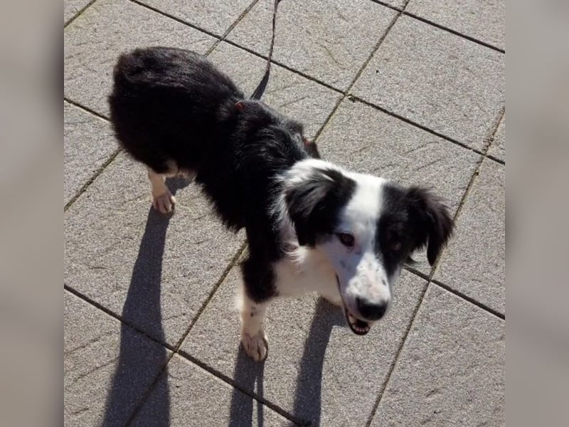 Lilli - verschmust und lernwillig -BEREITS IN DEUTSCHLAND