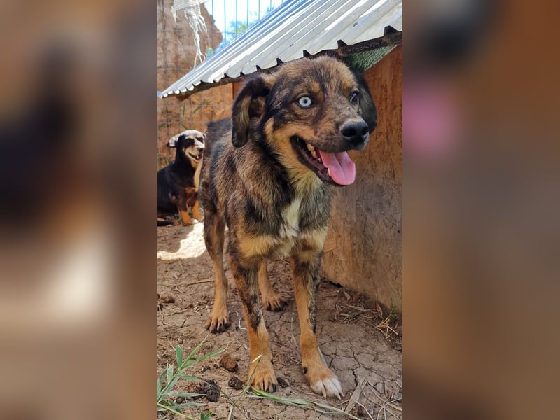 Azul - freundlich und interessiert