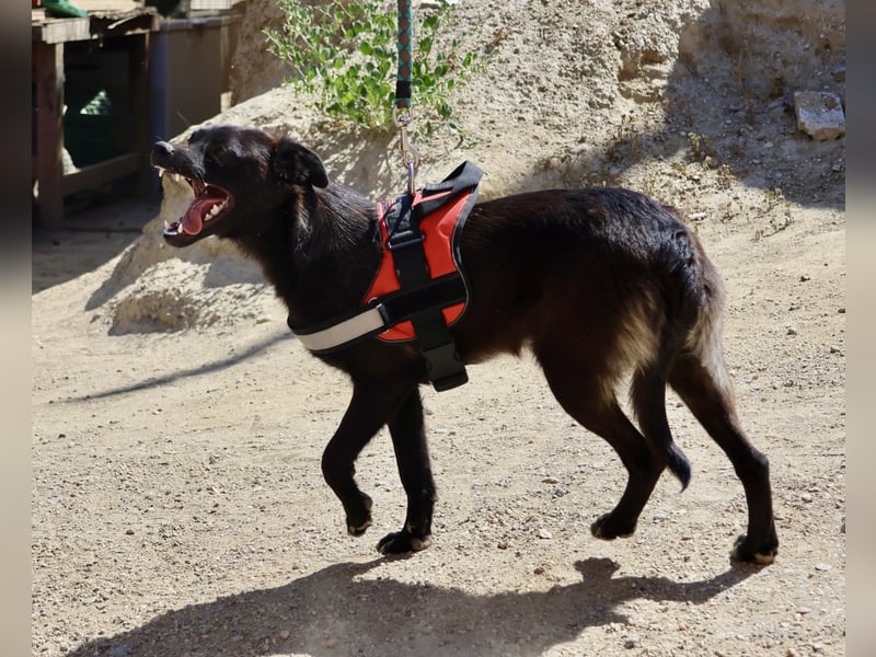 Bruno, sehr verschmust, neugierig, offen