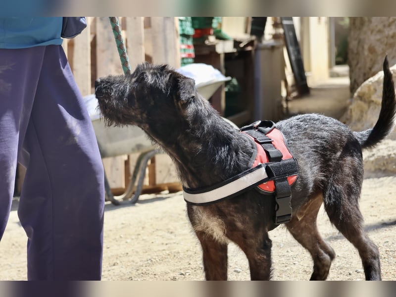 Jack - verschmust, freundlich und aufmerksam