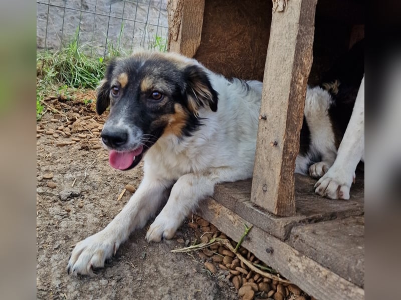 Gretchen - interessiert und neugierig