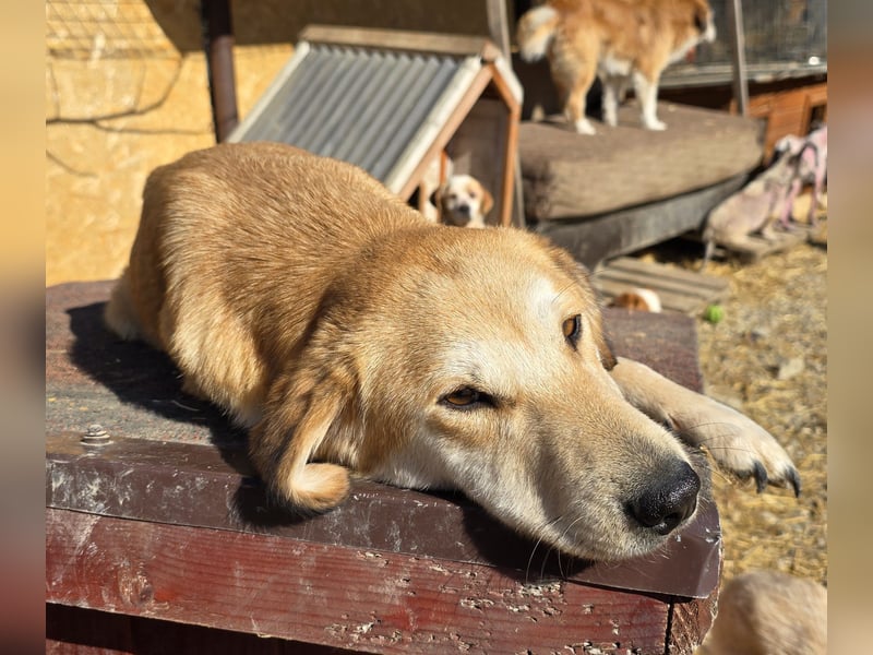 Laika - verschmust und neugierig