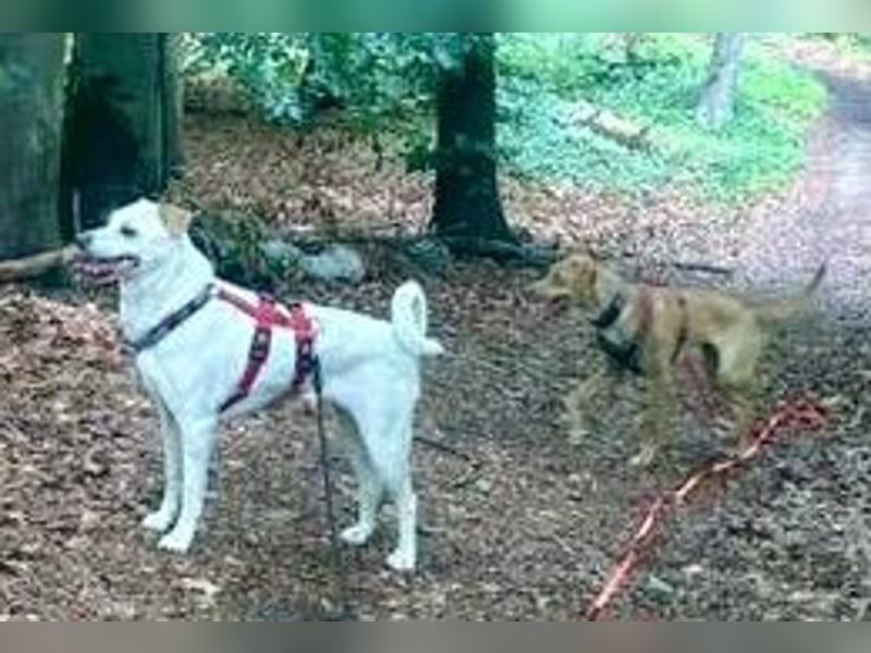 Coco, menschenbezogen, freundlich, offen  - bereits in Deutschland