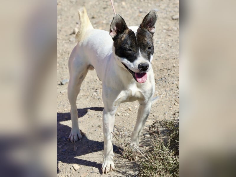 Mark - freundlich, lernwillig und bewegungsfreudig