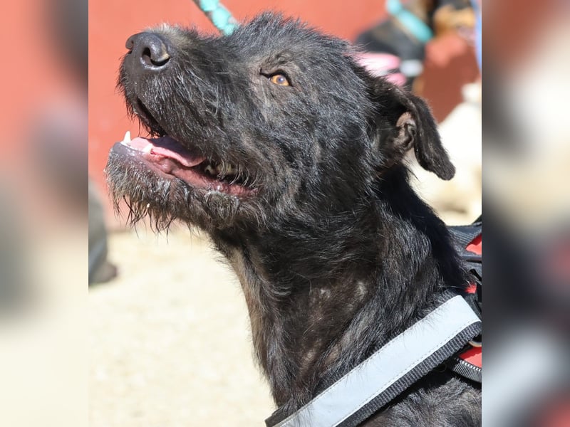 Jack - verschmust, freundlich und aufmerksam