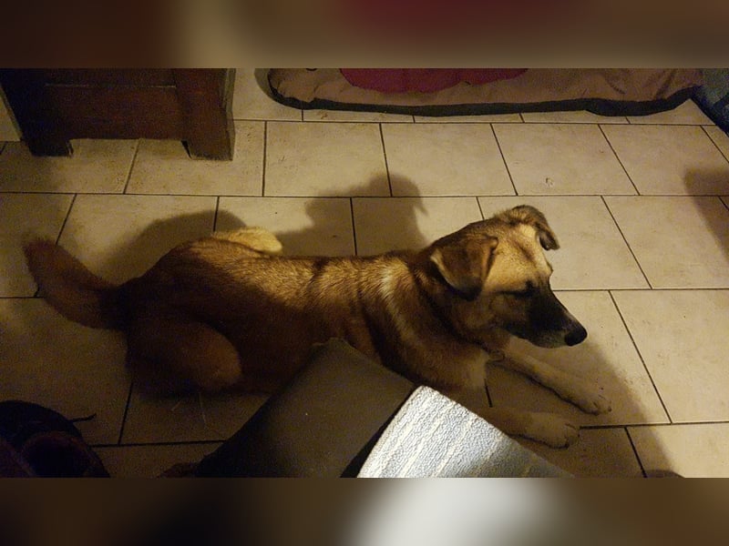 Violet - gemütlich und verschmust - BEREITS IN DEUTSCHLAND