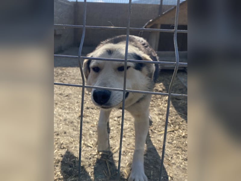 Liyana - interessiert und verträglich