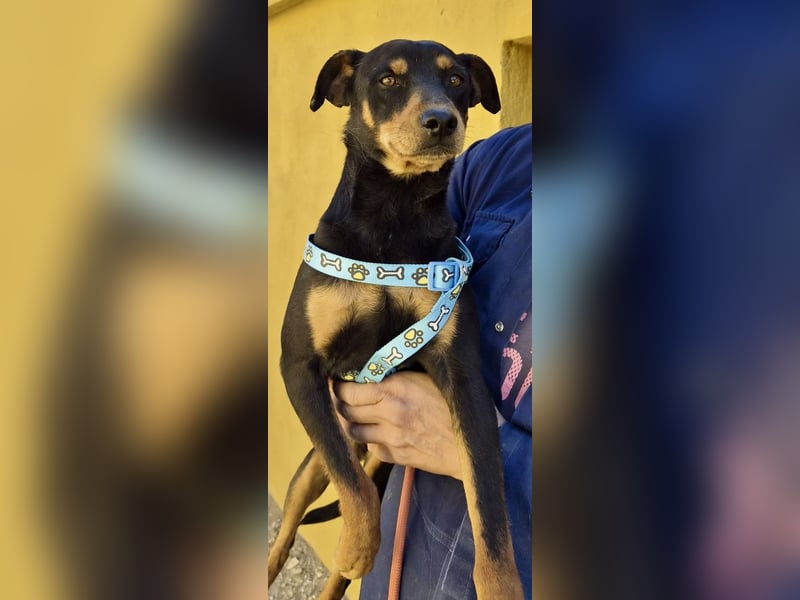 Kevin - familiengeignet, zutraulich und lernwillig