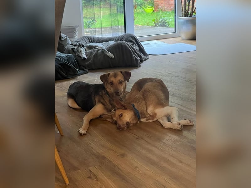 Andorra - freundlich und leinenführig - BEREITS IN DEUTSCHLAND