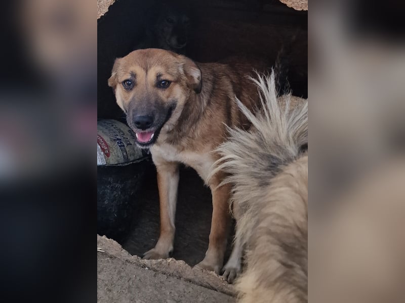 Cara - verträglich und schüchtern