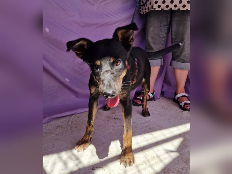 Melvin - neugierig und verspielt