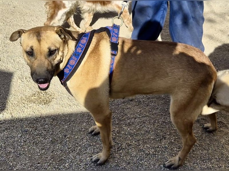 Rosie - freudlich, lernwillig und verschmust