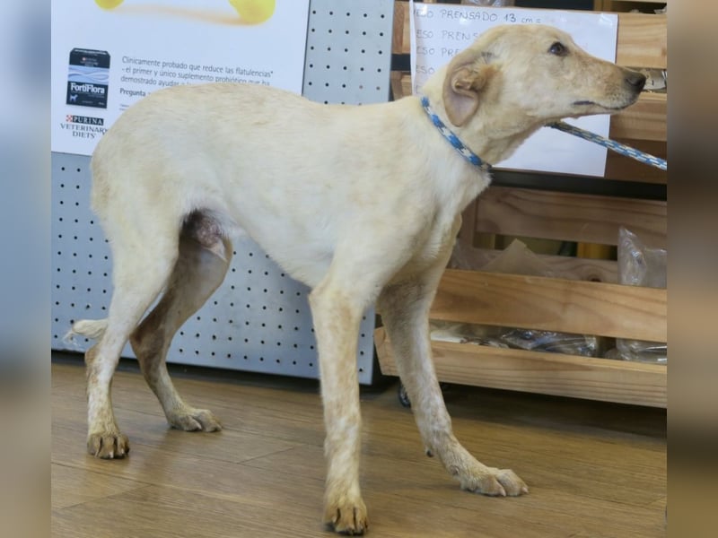 Jacinto - verspielt, freundlich und lernwillig