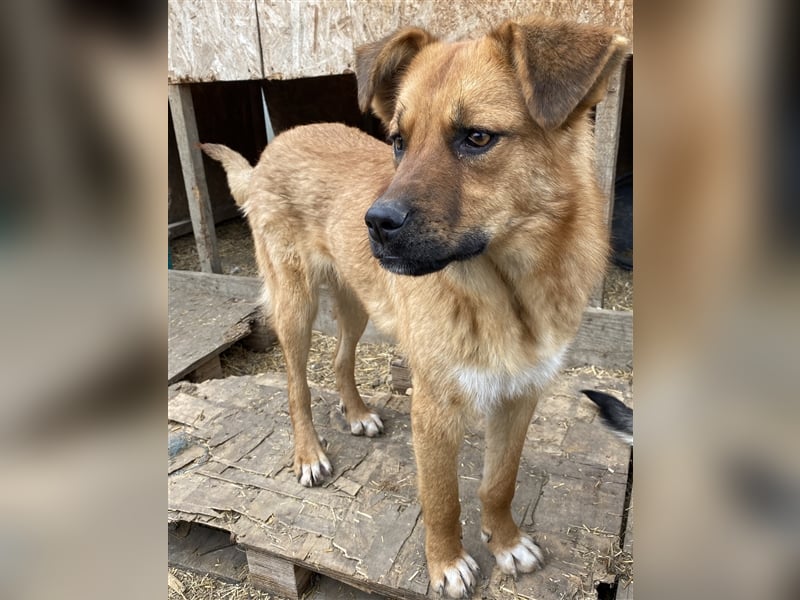 Hazel - aufgeschlossen und neugierig