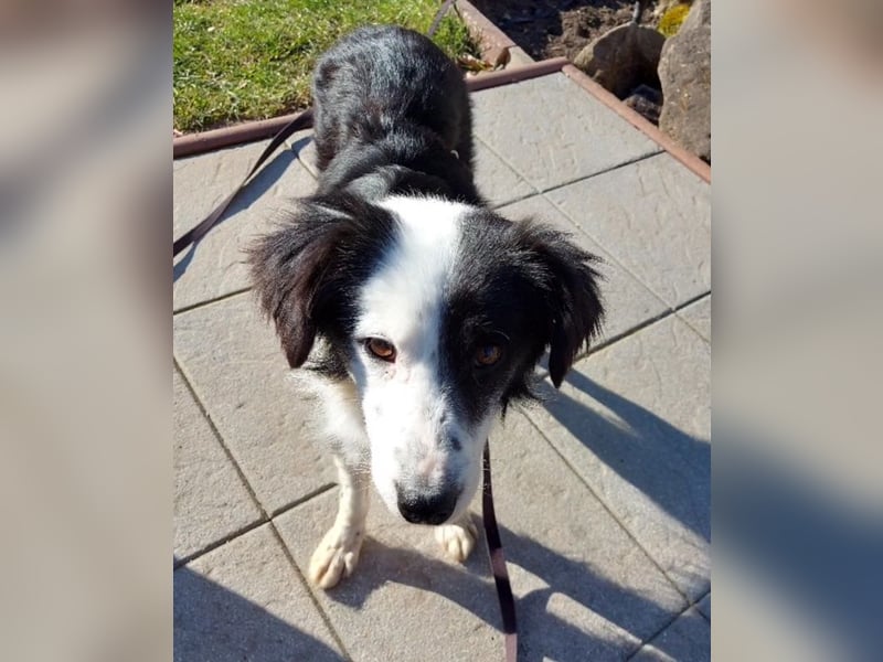 Lilli - verschmust und lernwillig -BEREITS IN DEUTSCHLAND