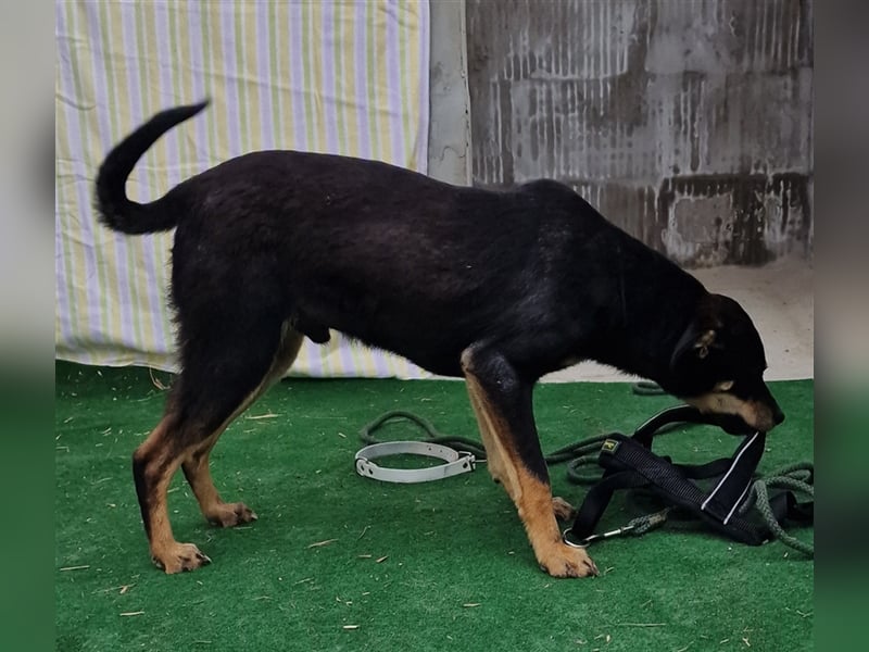 Linus - verträglich und vorsichtig