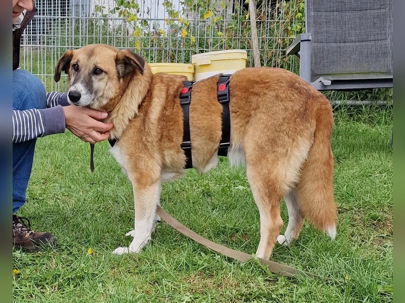 Violet - entspannt und menschenbezogen - BEREITS IN DEUTSCHLAND