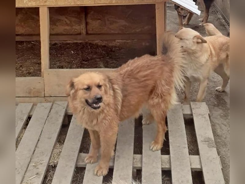 Tanuka - neugierig und interessiert