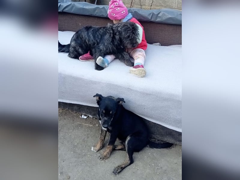 Melvin - verspielt und freundlich