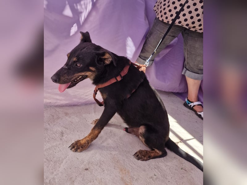 Melvin - neugierig und verspielt