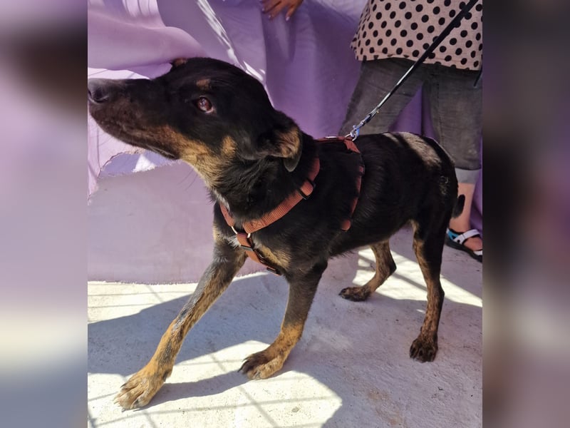 Melvin - neugierig und verspielt